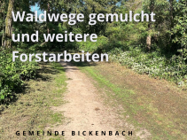 Viel los im Wald!